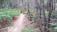 jumps on osservatorio trail