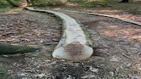 Ice Cream Curved Log Ride