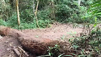 Lingua da Serpente jump