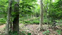stormin normin gap kingdom trails VT