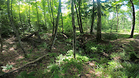 Creek gap hops