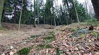 Collision a tree | FR