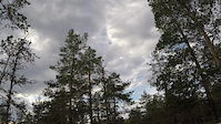 Blådåren