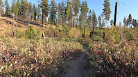 Race Classic- crawford trails