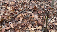 Leaf Shredding Glen Park
