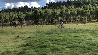 Kangaroo mob in Stromlo MTB park