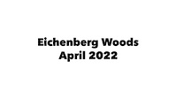 Eichenberg Woods - lower part