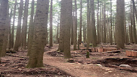 Woodlot Gold Crash