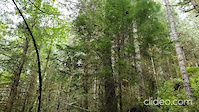 Electric Light off Bellamy at Thetis June 12 2022