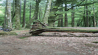 macca_niall tree gap