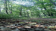 Brusné trail