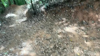 Entire Bowhunters from helmet cam + close...