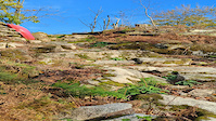 rock garden bravado