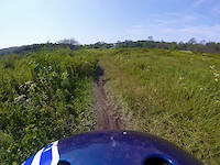 Falling into a bush