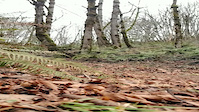 My favorite parts of Shady Lane