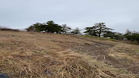 mid section