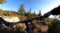 Pinetrees