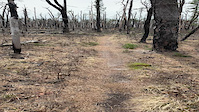 Pines Recovering from Forest Fire
