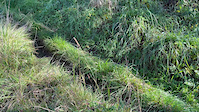 Rutty track