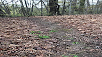 Weaver Trail Warden Woods