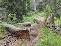 Log