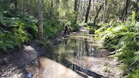Blue Gum Swamp