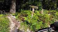 Forest crash