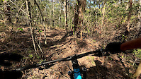 Skrood Trail in Nerang National Park