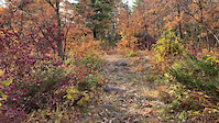 Nature Walk Fall 2023
