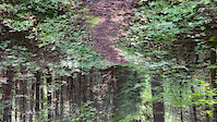 Red Pine Walk