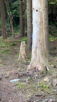 the tree called his name