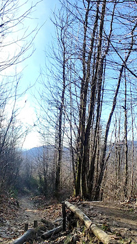 Tre maria fast drop