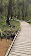 Alligator Branch boardwalk