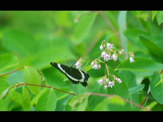 Must Watch Video
