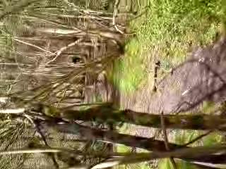 Must Watch Video