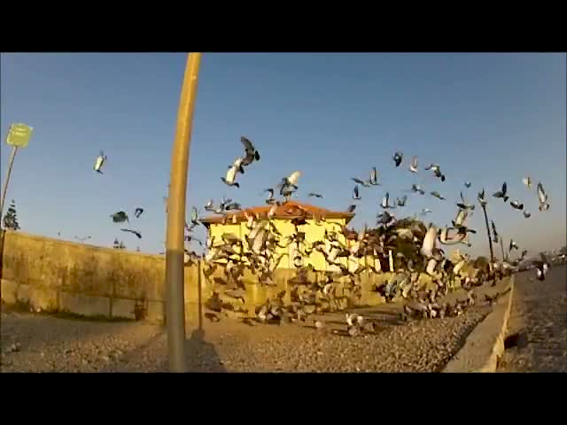 Must Watch Video