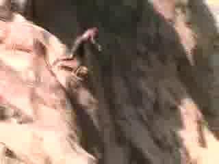 Must Watch Video