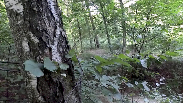 Must Watch Video