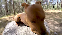 Me and my dog trailing together