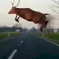 Must Watch Video