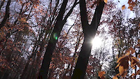 Autumn Shred