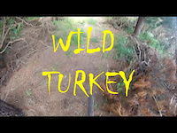 WILD TURKEY.