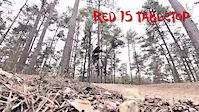 Fun In The Forest - Swinley Forest, Berkshire, UK
