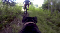 Louie The Trail Dog