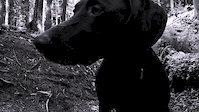 Trail Pup that Shreds