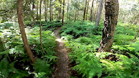 Ferny Forest
