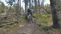No Thorns - Joe Swann