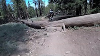 Pinos