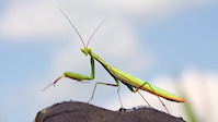 Pump Track: Mantis Cut
