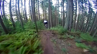 Dodging trees